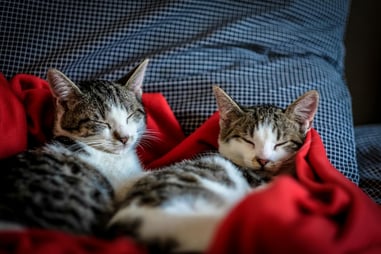 Cats sleeping on a bed